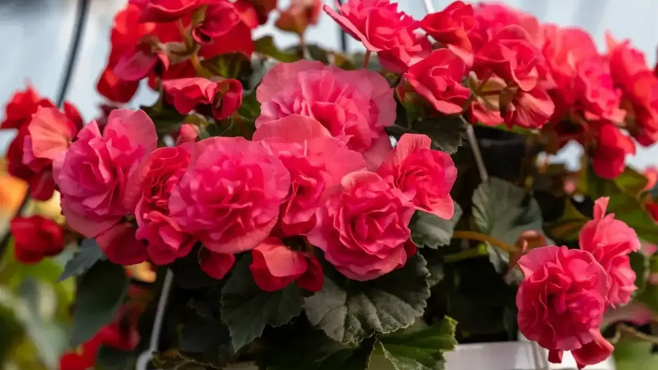 Kaskada różowych i czerwonych kwiatów begonia. Piękna begonia uprawa w wiszącej donicy, pełna życia i koloru.