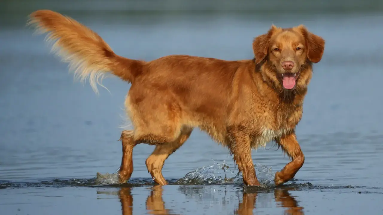 Radosny retriever z Nowej Szkocji pluska w wodzie, machając puszystym ogonem.