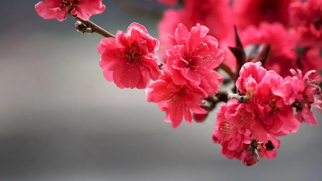 Fiori rosa vivaci su un ramo, un'immagine gratuita di Pixabay che cattura la bellezza della primavera.