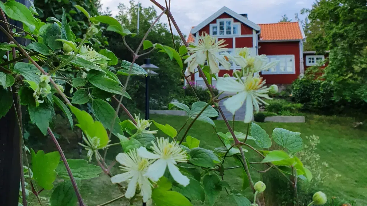 Vit klematis klättrar på en spaljé framför ett rött hus med vita knutar.