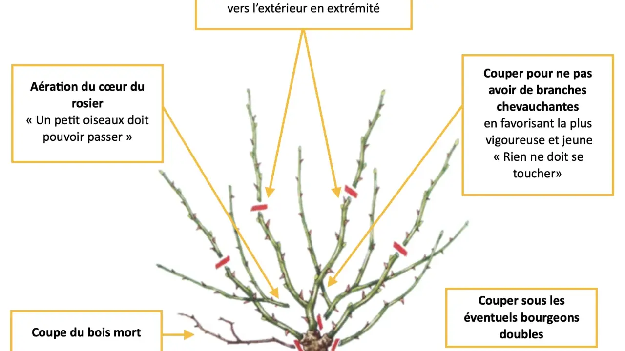 Illustration montrant comment tailler un rosier : aérer le cœur, couper le bois mort, supprimer les branches qui se touchent et tailler à 3-5 bourgeons vers l'extérieur.