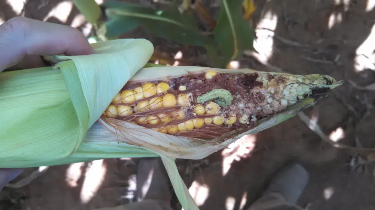 A hand peels back the husk of a corn cob, revealing damage from a corn bug. The light green caterpillar is visible amidst the kernels and chewed-up cob.