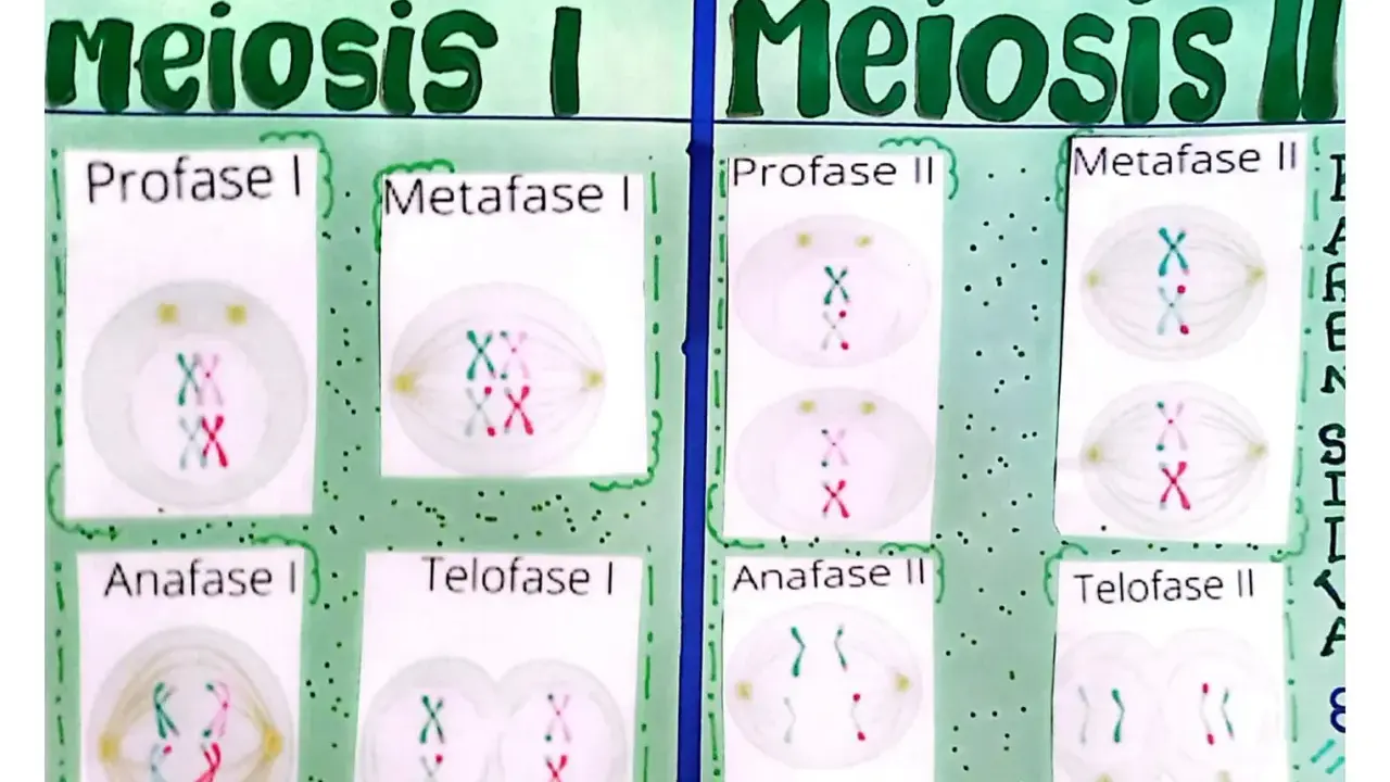 Diagrama de la meiosis I y II. La telofase I muestra dos células hijas con cromosomas duplicados.