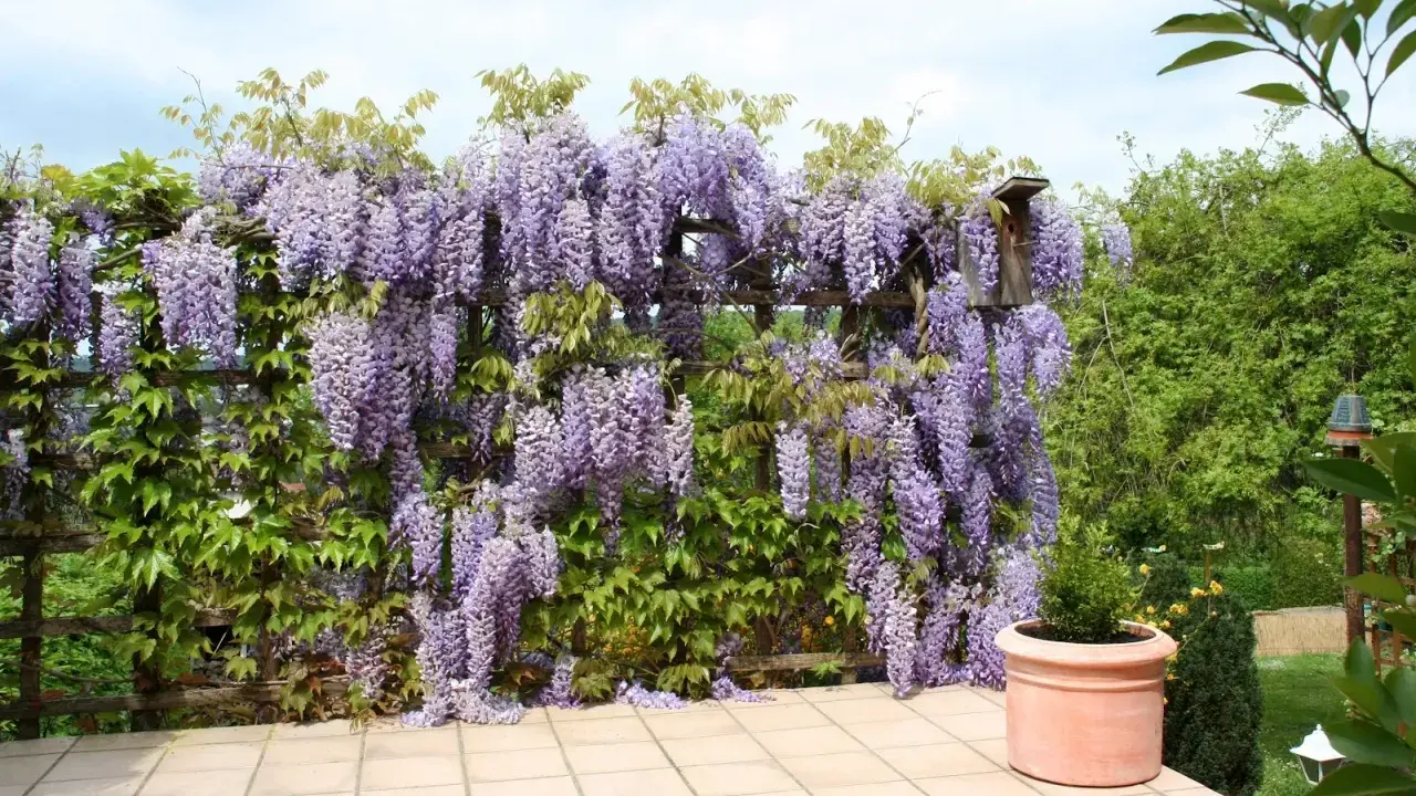 Kwiaty wisterii w donicy tworzą fioletowy wodospad na drewnianej pergoli.