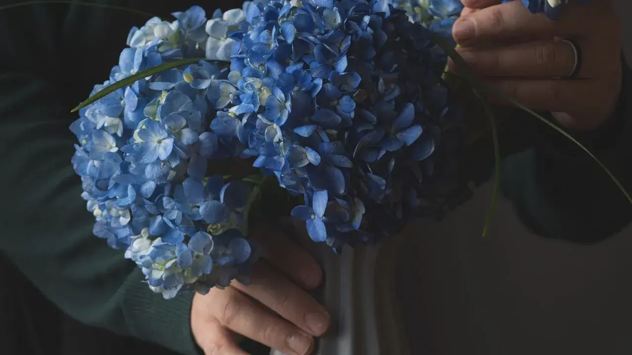 Un bouquet d'hortensias bleus, prêts à être mis en terre pour un jardin éclatant.