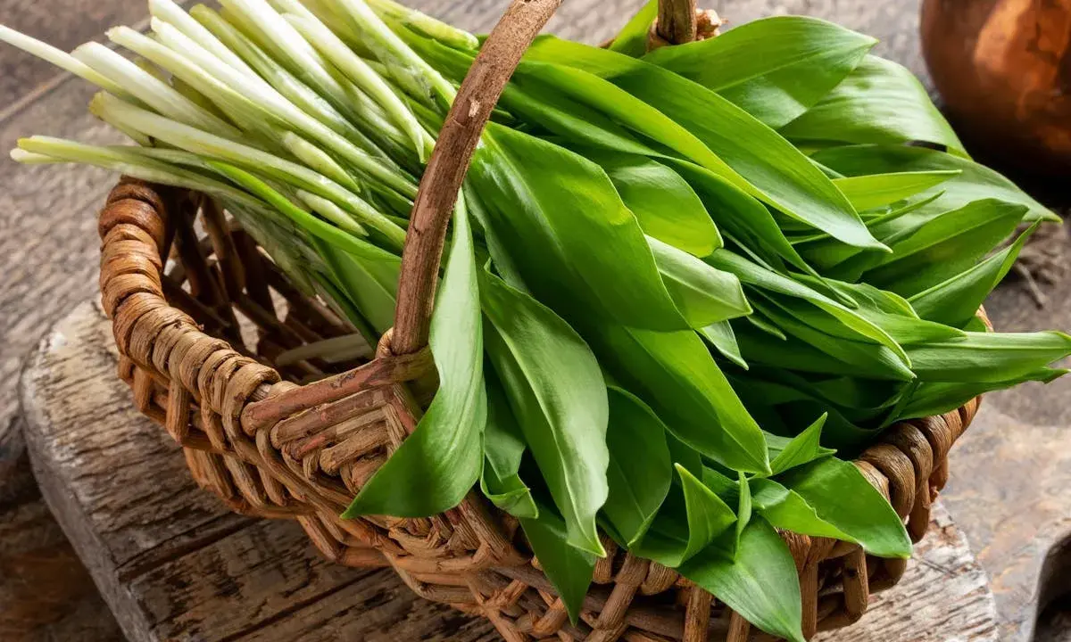Un panier en osier déborde de feuilles vertes fraîches d'ail des ours, prêt à être cuisiné.