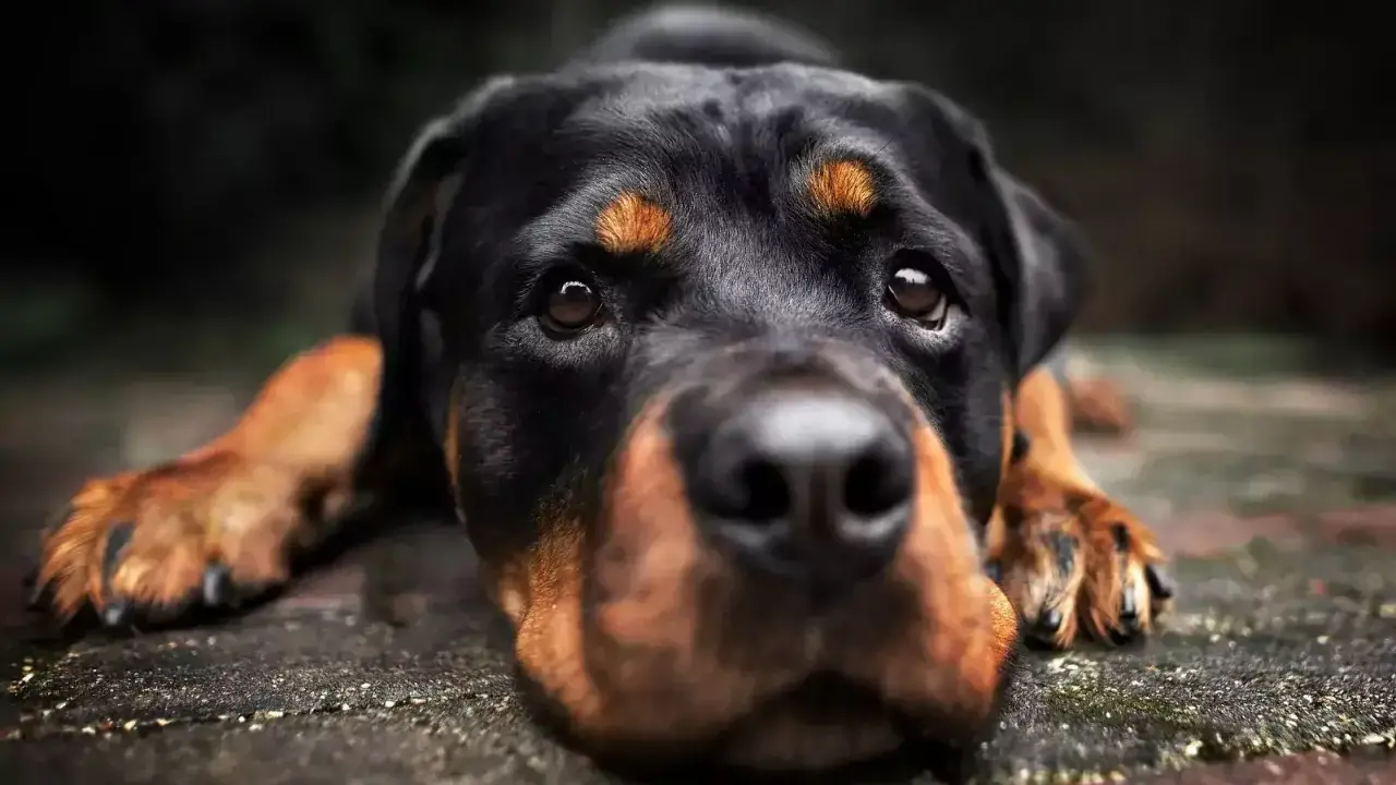 Czujny pies stróżujący rasy Rottweiler leży na kamiennej posadzce, gotów do obrony.