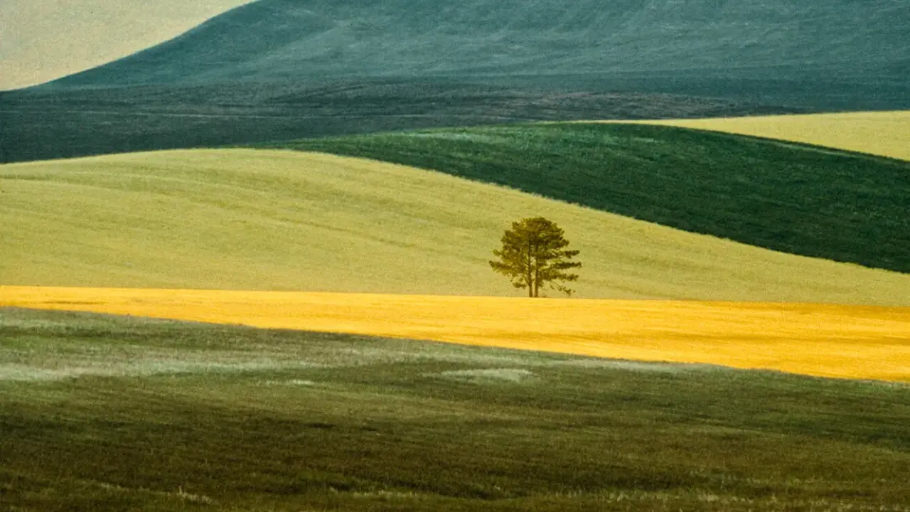 Un singolo albero solitario su un campo giallo, un paesaggio ondulato che ricorda lo stile di Franco Fontana.