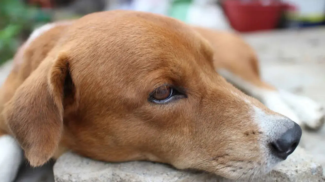 Un chien au pelage brun clair, le regard triste, peut-être affecté par la maladie de Lyme.