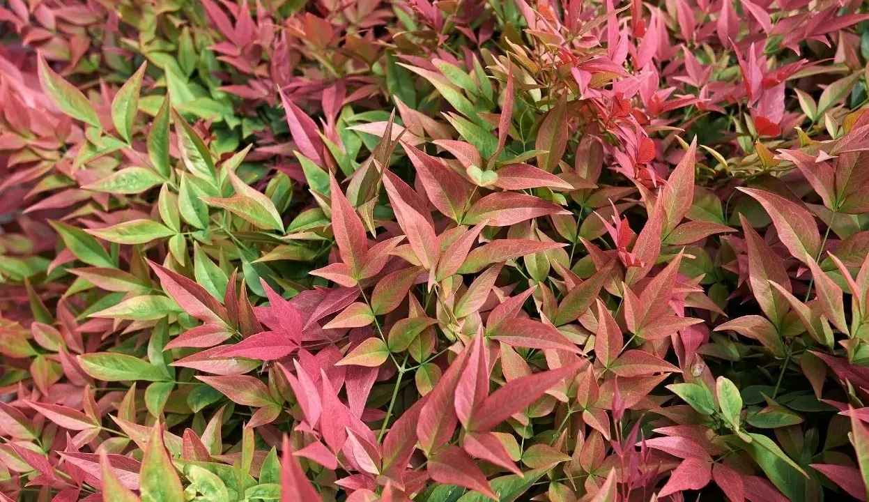 Feuillage dense de bambou sacré, mêlant des teintes vertes et roses vibrantes, évoquant une nature luxuriante et colorée.