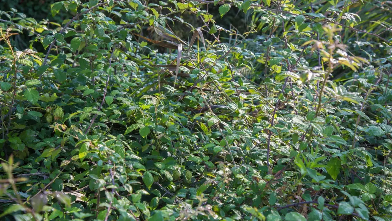 Un enchevêtrement dense de ronces vertes et épineuses. Une image qui fait réfléchir sur comment se débarrasser des ronces définitivement.