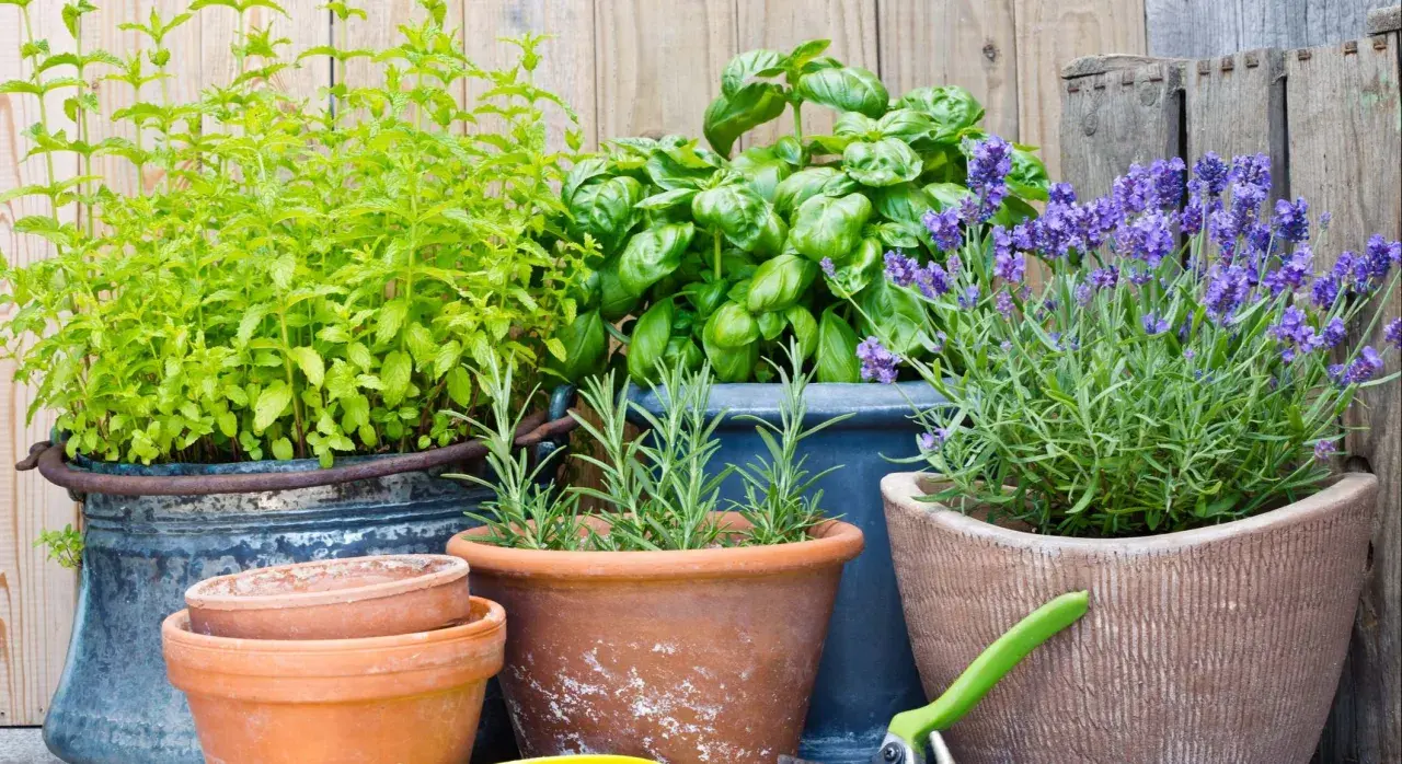 Maceta con menta, albahaca, romero y lavanda, plantas para ahuyentar mosquitos.