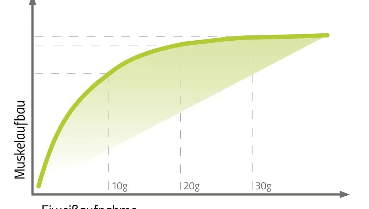 Grafik zeigt, wie Muskelaufbau mit Eiweißaufnahme steigt. Ab 2g Protein pro kg Körpergewicht flacht die Kurve ab.