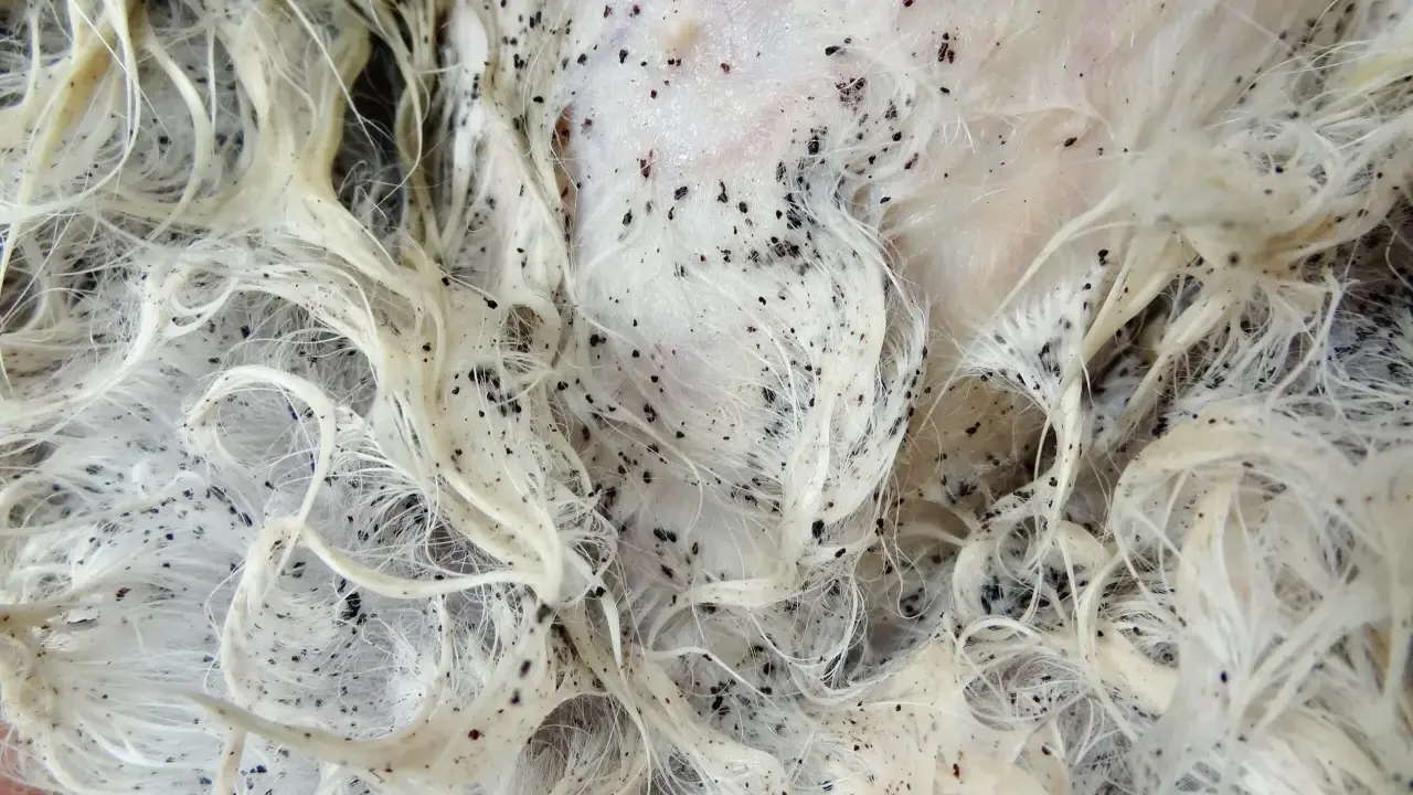 Gros plan sur un pelage blanc infesté de puces noires. La question "en combien de temps les puces meurent" est une préoccupation majeure pour les propriétaires d'animaux.