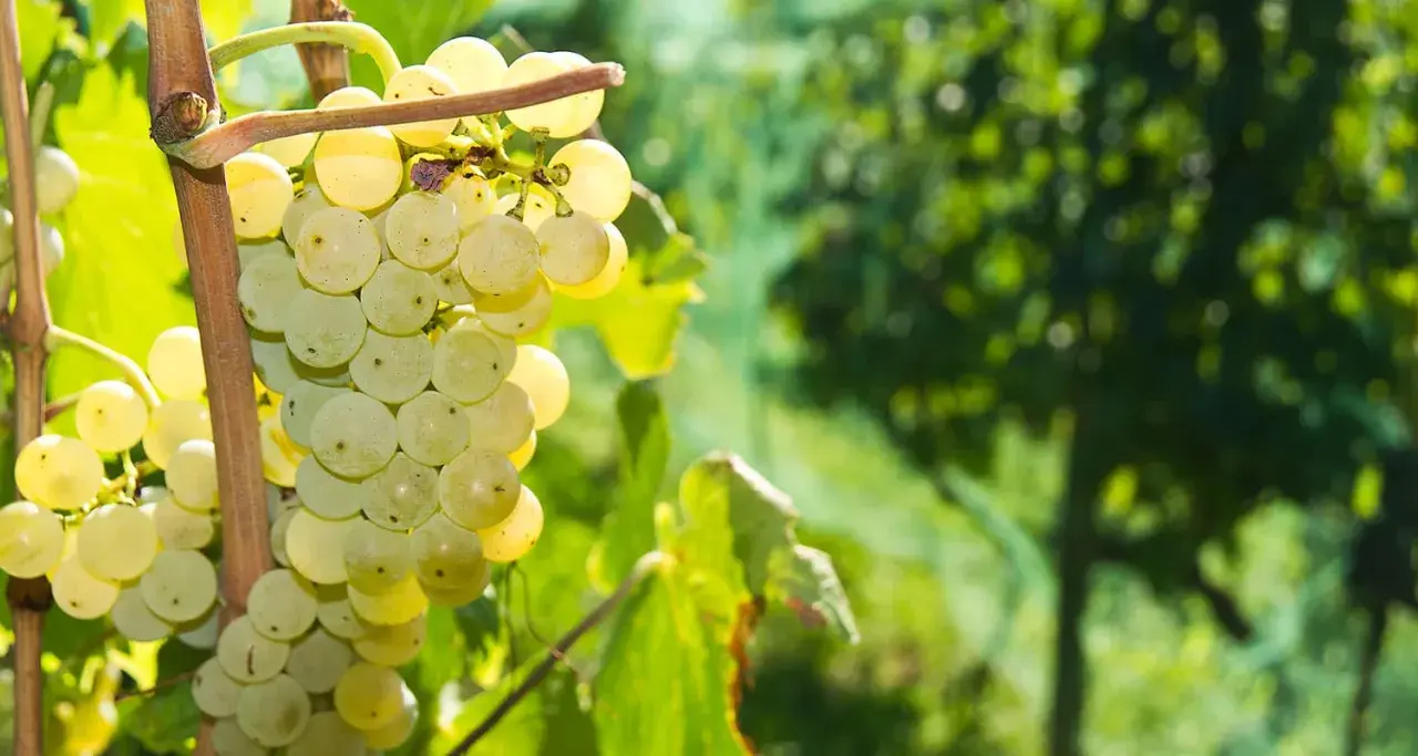 Reife, helle Prosecco Trauben hängen an einem Rebstock. Das sonnige Licht lässt die Beeren fast golden schimmern.