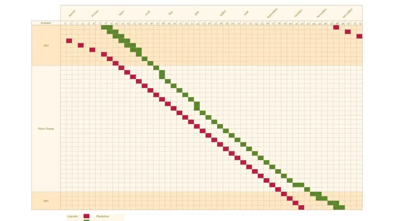 Calendrier de plantation et récolte des radis, montrant la profondeur de semis idéale pour chaque mois.