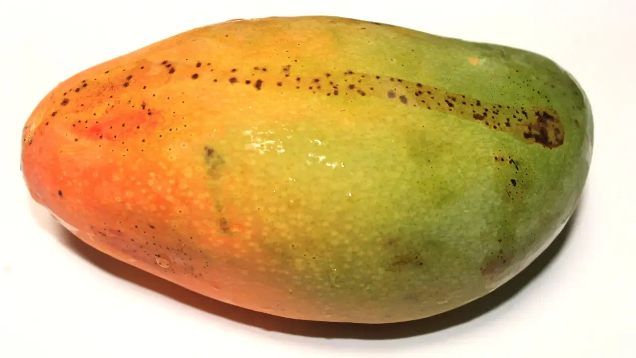 Soczyste mango, z pomarańczową i zieloną skórką, z kropkami, idealne, kiedy mango jest dojrzałe.