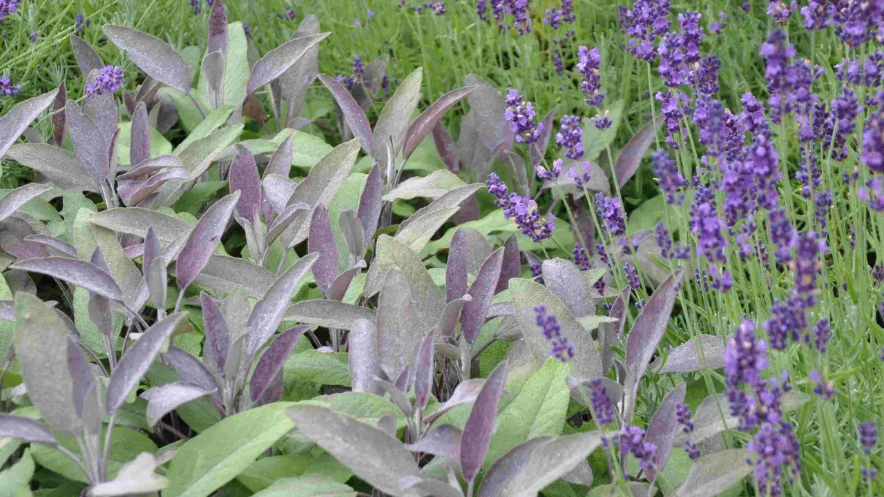 Vacker samplantering lavendel i kruka med purpurfärgade blad och lila blommor.