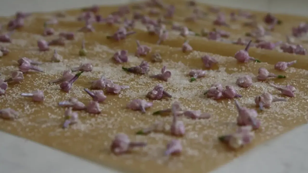 Små, lila syrenblommor strös med socker på ett bakplåtspapper. Kanderade syrenblommor som väntar på att torka.