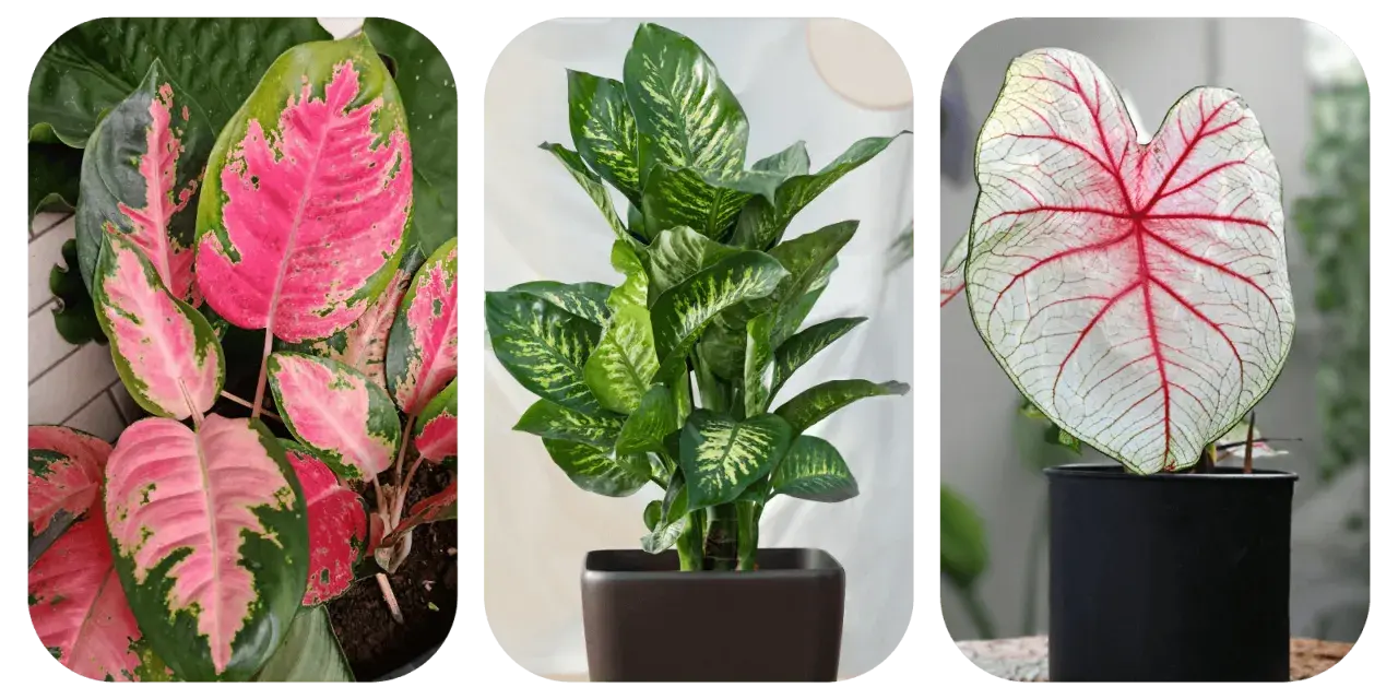 Aglaonema o różowych liściach, zielona dracena i kaladium z czerwonymi żyłkami. Do uprawy aglaonemy najlepsza jest lekka, przepuszczalna ziemia.