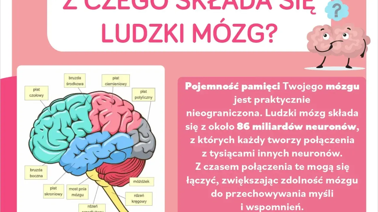 Ciekawostki o mózgu dla dzieci: schemat ludzkiego mózgu z podziałem na płaty i informacja o jego nieograniczonej pojemności pamięci.