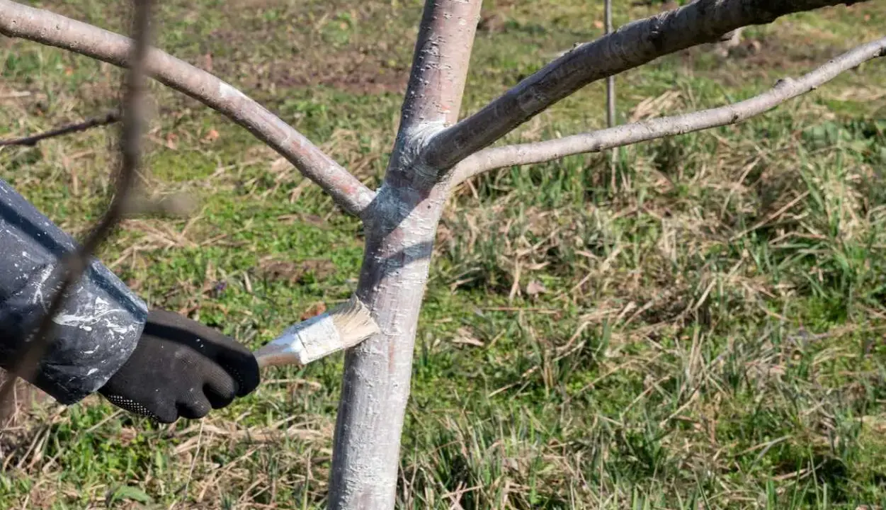 Application de chaux vive au pinceau sur le tronc d'un jeune arbre pour le protéger.