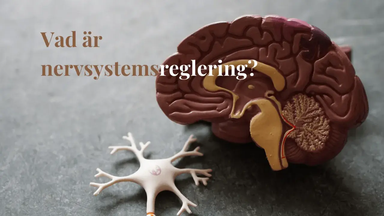 Modell av hjärna och neuron. Texten "Vad är nervsystemsreglering?" ställs.
