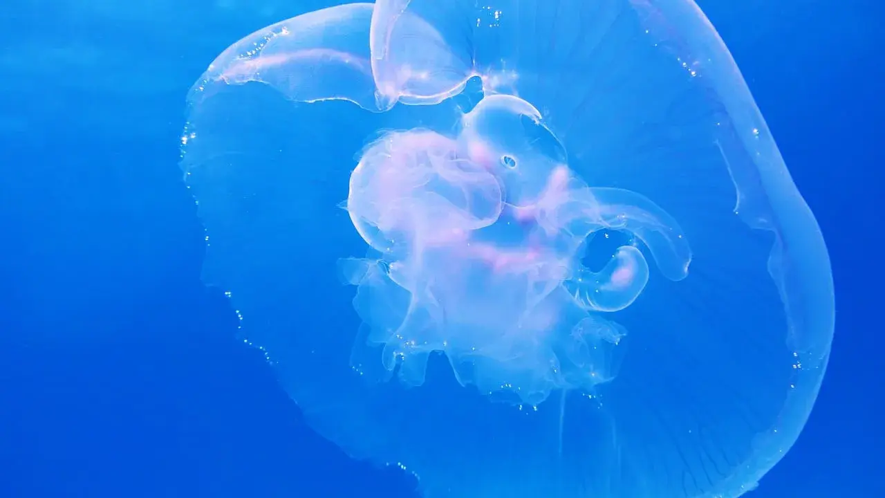 Una medusa trasparente fluttua nel blu profondo, mostrando le sue delicate forme. Diverse quallen arten, come questa, popolano gli oceani.