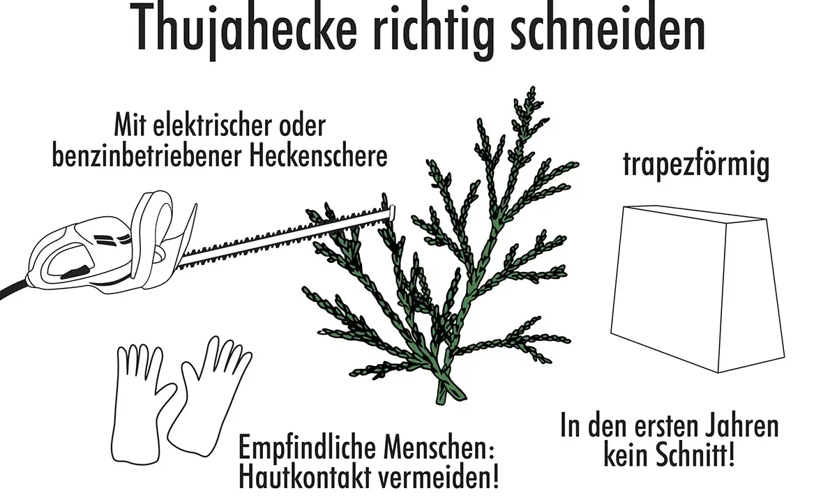 Anleitung zum Thujahecke richtig schneiden: Elektrische Heckenschere, Handschuhe, trapezförmige Form. In den ersten Jahren kein Schnitt!