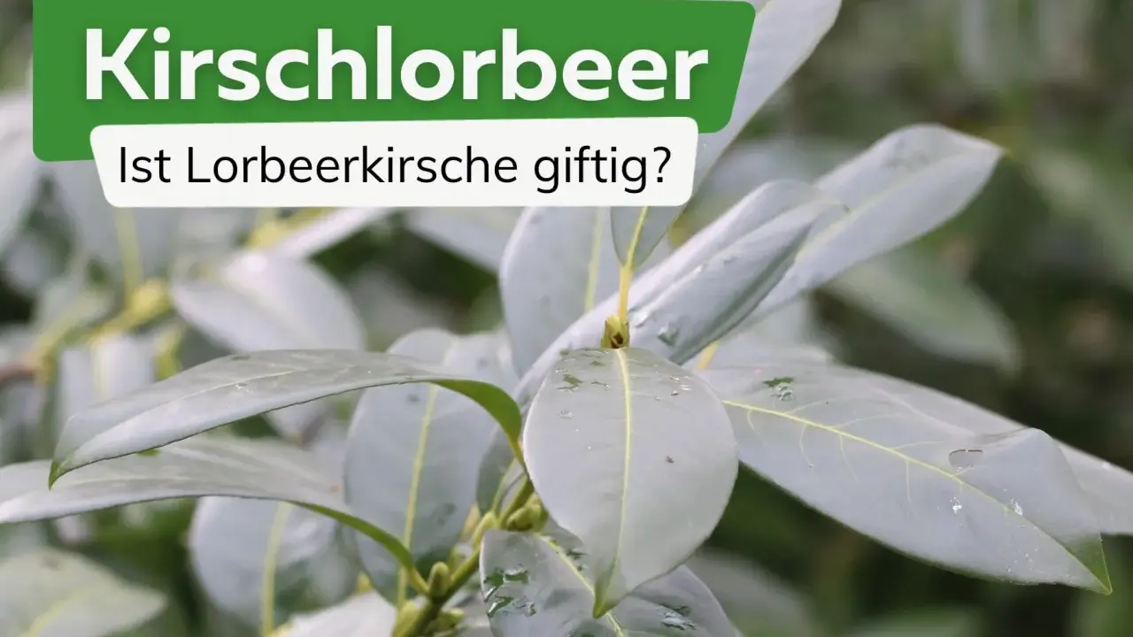 Kirschlorbeer: Ist Lorbeerkirsche giftig? Grüne Blätter einer Pflanze, die Fragen zur Giftigkeit aufwirft.