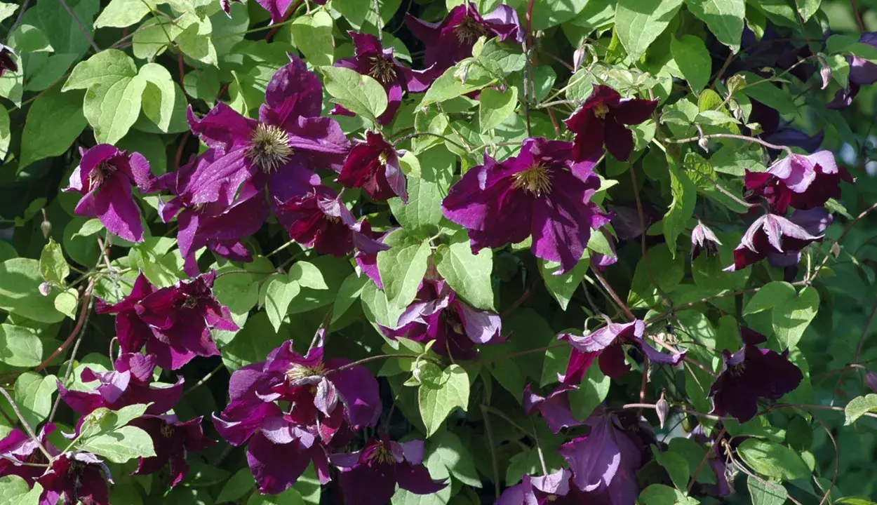 Üppige, dunkelviolette Clematisblüten mit grünen Blättern. Die richtige Clematis Pflege sorgt für diese Blütenpracht.