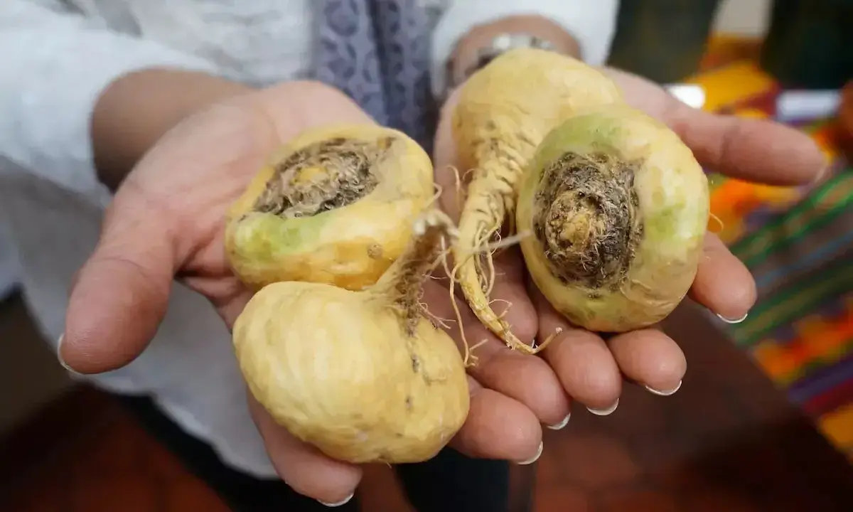 Mains tenant des racines de maca jaunâtres, certaines montrant des signes de pourriture. Le danger de la maca réside dans sa conservation.