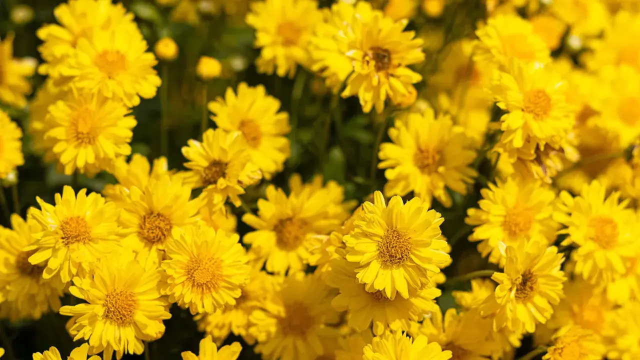 Un champ de chrysanthèmes jaunes éclatants, évoquant la vitalité et le bien-être, peut-être liés à des recherches sur le chrysanthellum et la perte de poids.