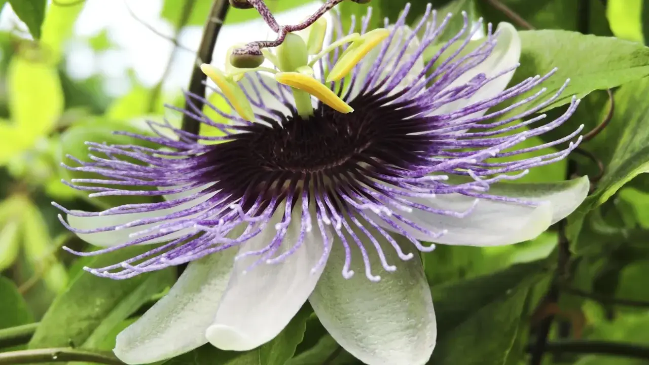 En magnifik passionsfrukt blomma med lila trådar och vita kronblad, omgiven av gröna blad.