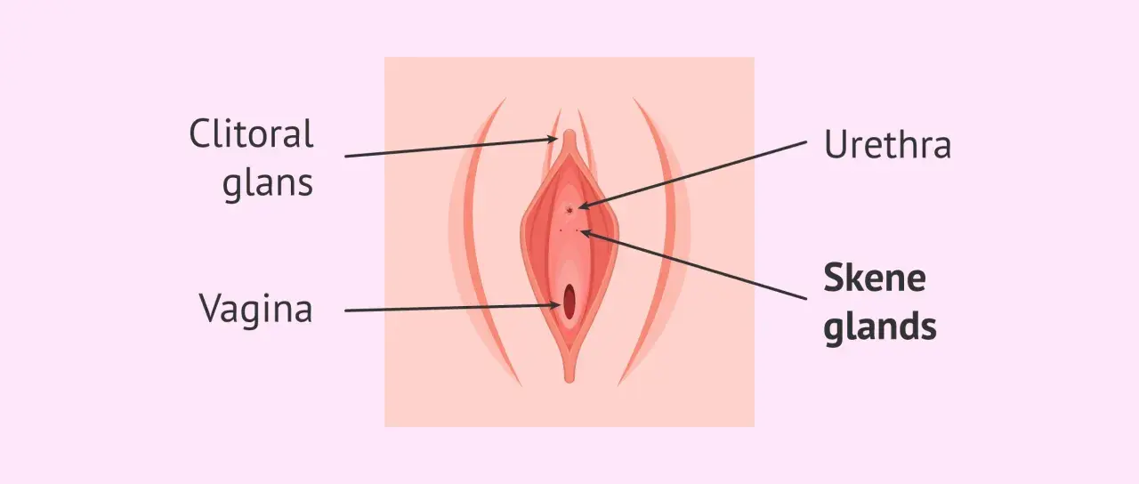 Anatomia kobiecej kobiecej prostaty (gruczołów Skene), cewki moczowej i pochwy.