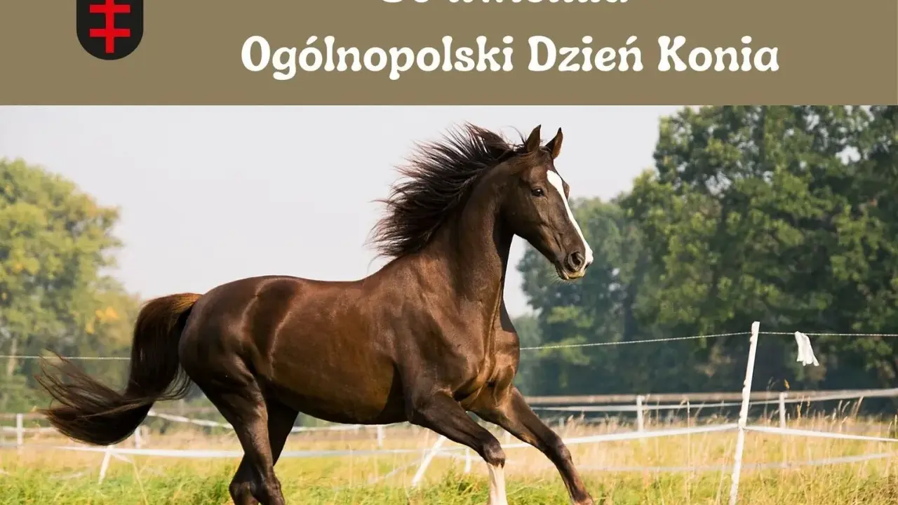 Dzień Konia: Kiedy i jak świętować? Poznaj historię 30 kwietnia!