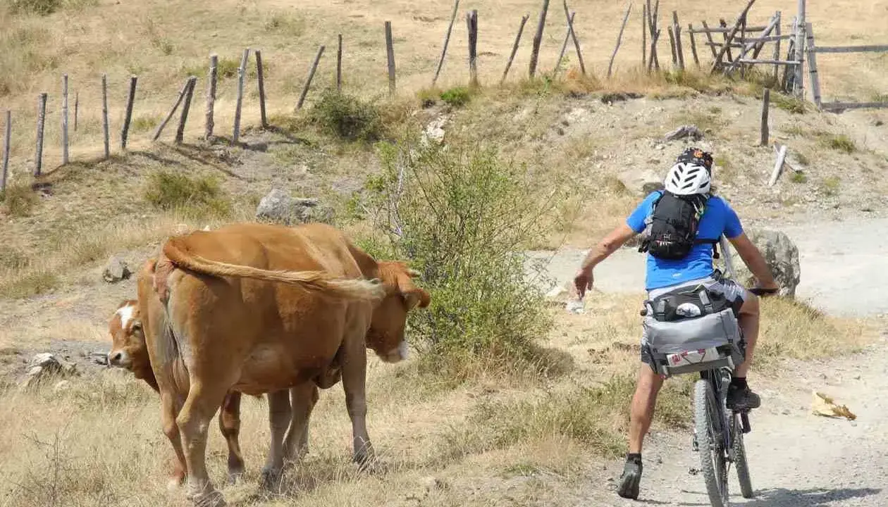 Ciclista in fuoristrada incontra mucche sull'Alta Via dei Monti Liguri MTB.