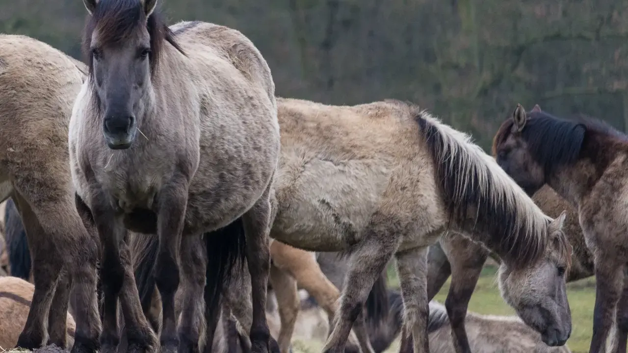 Eine Gruppe von Wildpferden steht auf einer grünen Wiese.