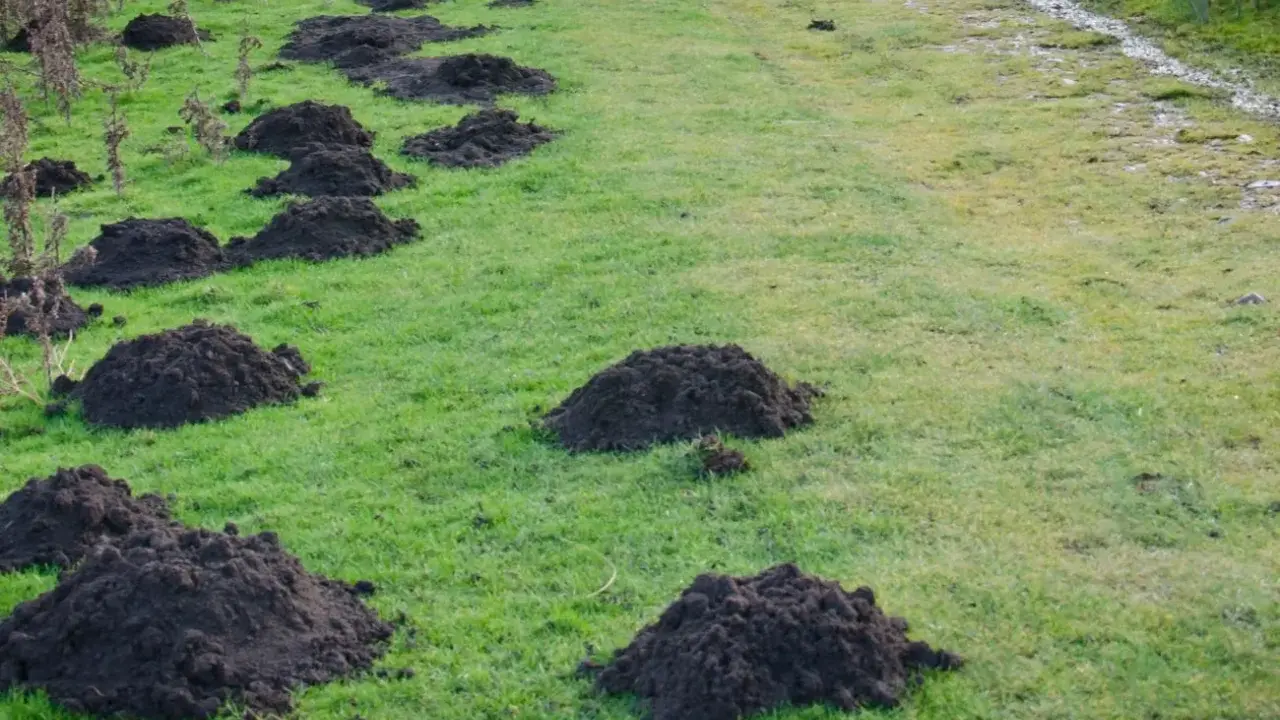 Ziemia z kretowiska, idealna do zanęty, tworzy naturalny krajobraz na zielonej łące.