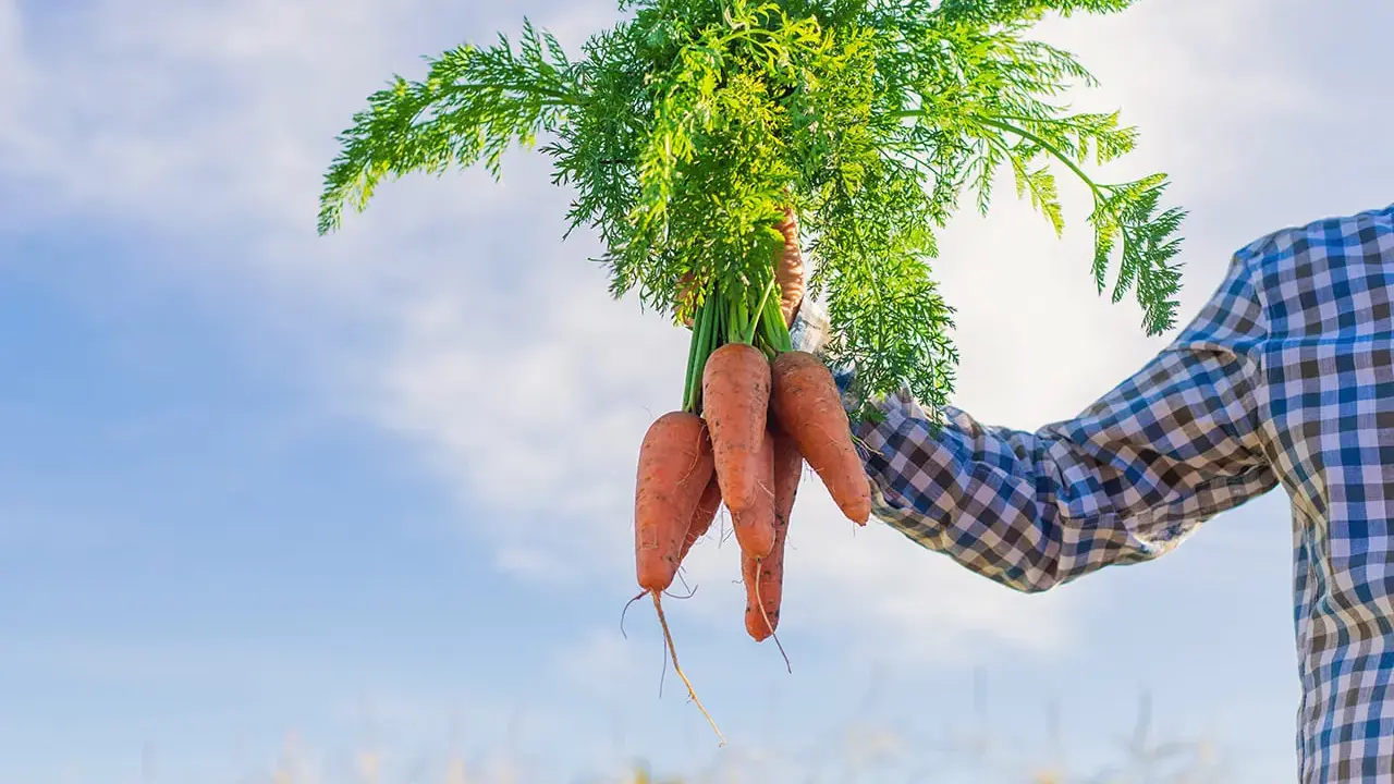 Un fermier tient un bouquet de carottes fraîchement récoltées, un signe que le moment idéal pour semer les carottes est passé.