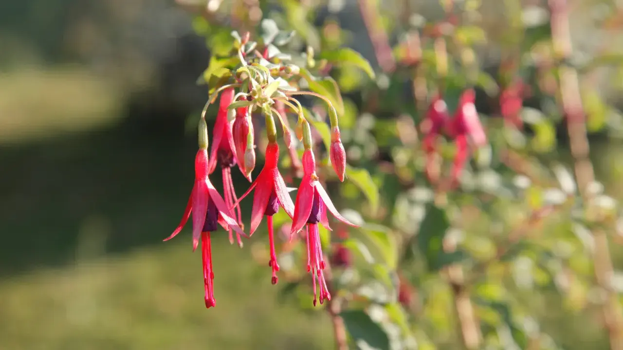 Grappe de fleurs de fuchsia en pot, aux pétales rouges vifs et pourpres, se balançant doucement.