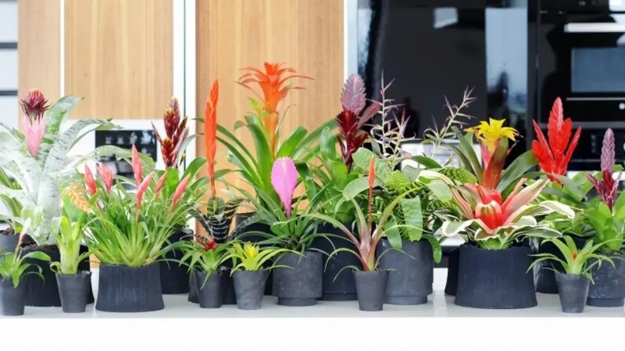 Rząd doniczek z najpiękniejszymi kwiatami egzotycznymi: bromeliami w odcieniach czerwieni, różu, pomarańczy i żółci.