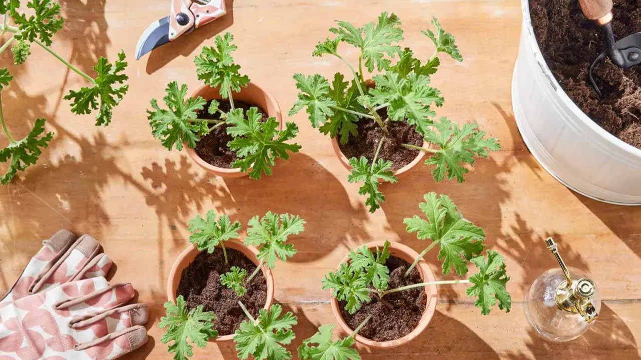 Gardening supplies and small potted geraniums ready for planting. This setup shows how to propagate geraniums with pruning shears, gloves, and a watering can.