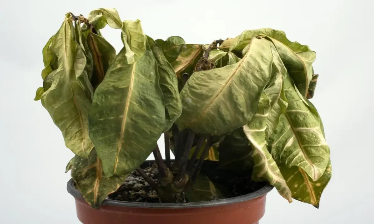 Planta marchita en maceta, con hojas secas y caídas. ¿Cómo revivir una planta en este estado?