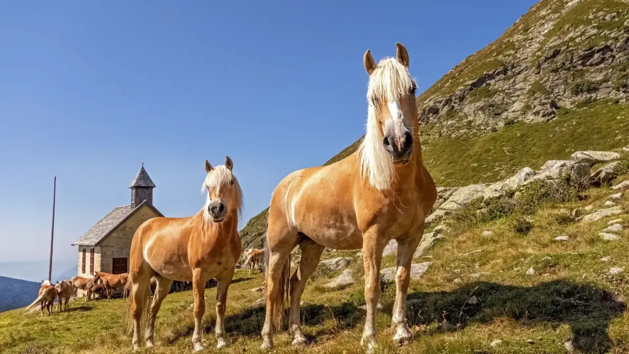 Zwei Haflinger-Pferde mit hellem Fell und Mähnen stehen auf einer Bergwiese vor einer kleinen Kapelle. Ihr freundlicher Haflinger Charakter strahlt Ruhe aus.