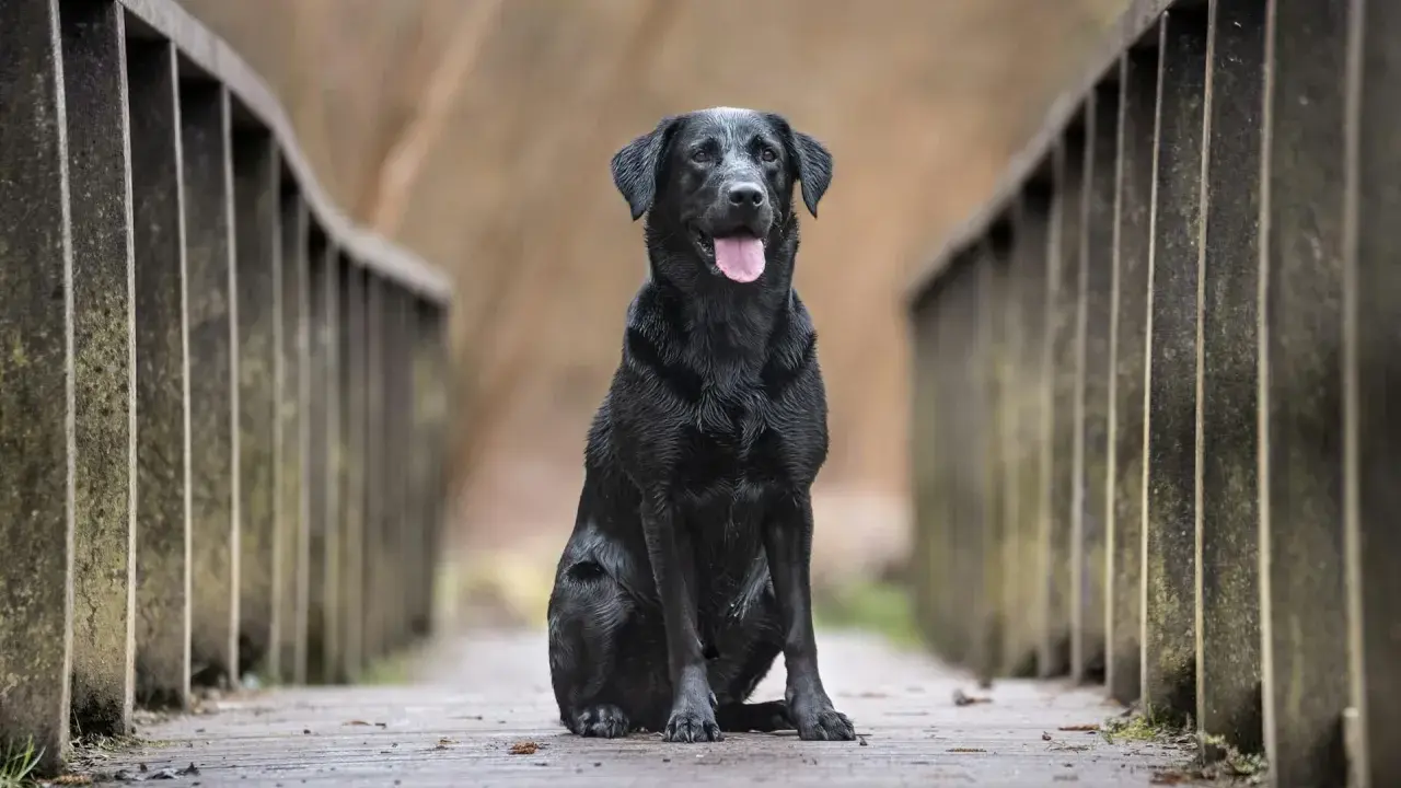 Czarny labrador siedzi na drewnianym moście. Zastanawiasz się, ile żyją labradory? Ten przyjaciel wygląda na zdrowego i szczęśliwego.