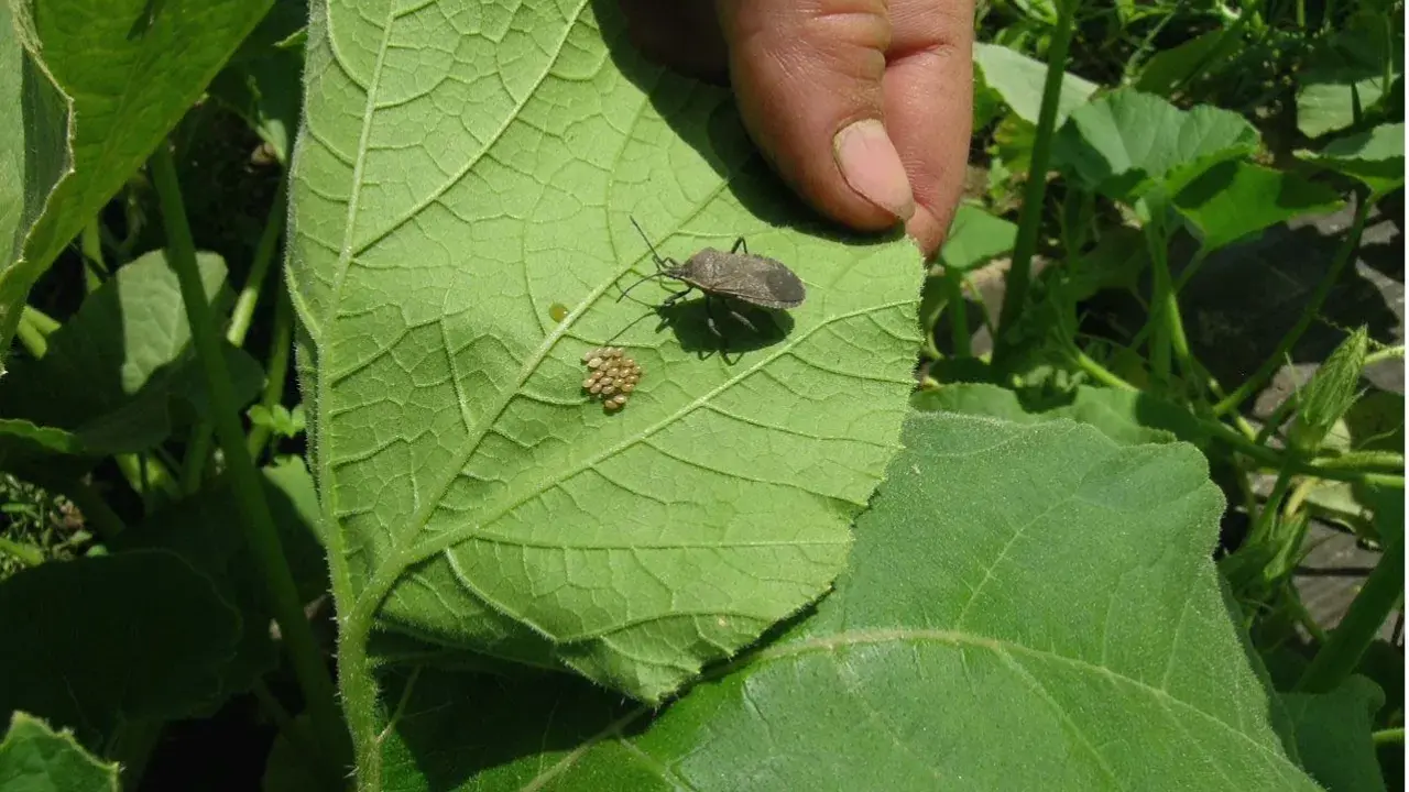 A hand points to a squash bug and its cluster of eggs on a large green leaf, showing how to kill squash bug eggs by removing them.