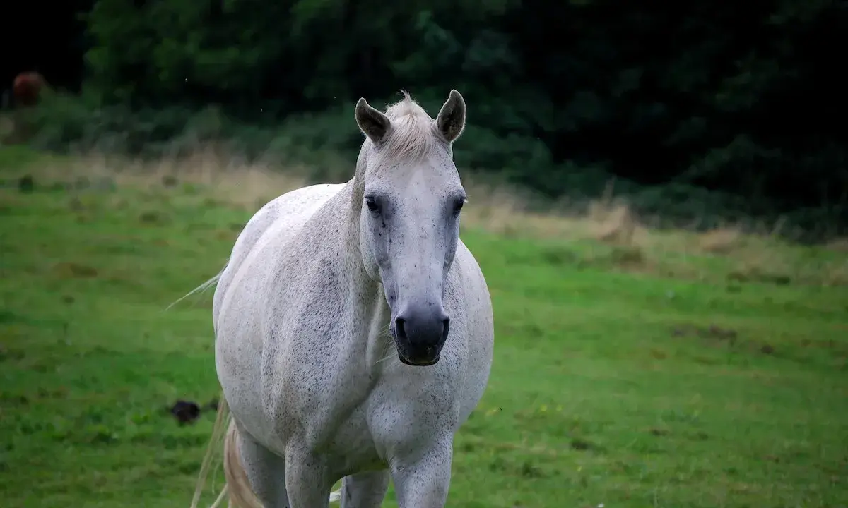 Ein weißer Lipizzaner steht auf einer grünen Wiese. Er blickt direkt in die Kamera.