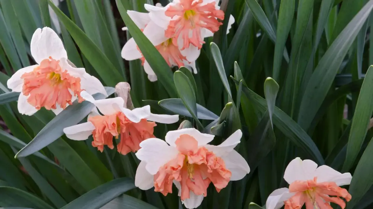 Close-up of white daffodils with ruffled peach coronas, surrounded by lush green foliage. The gardener is deadheading them to encourage new blooms.