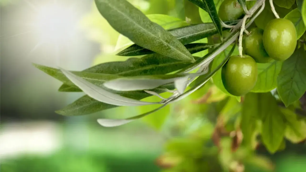 Branche d'olivier avec des olives vertes et une feuille d'olivier, baignée par la lumière du soleil.